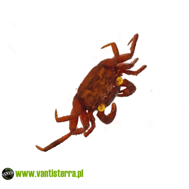 Geosesarma sp. Devils Eye - Krab Devils Eye | Skorupiaki | Vantis Terra