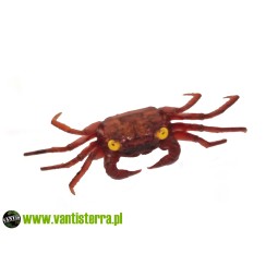 Geosesarma sp. Devils Eye - Krab Devils Eye | Skorupiaki | Vantis Terra