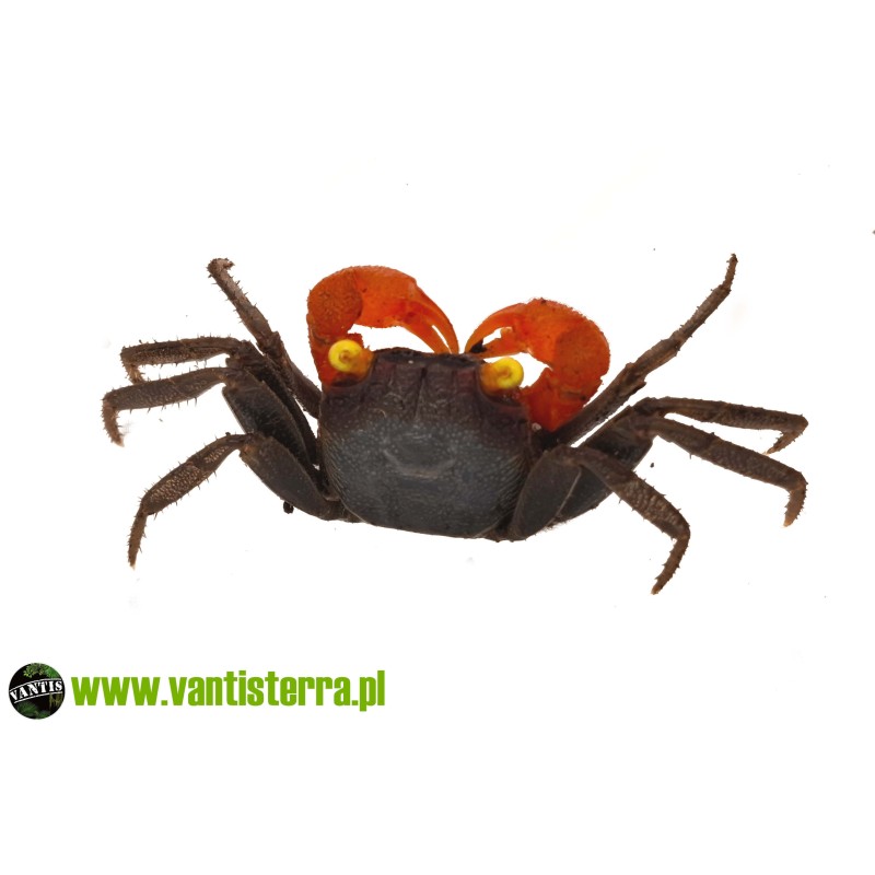 Geosesarma sp. Red Claw - Krab red claw | Skorupiaki | Vantis Terra