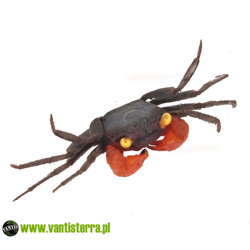Geosesarma sp. Red Claw - Krab red claw | Skorupiaki | Vantis Terra