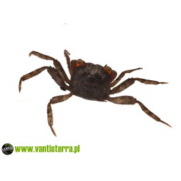 Geosesarma sp. Red Claw - Krab red claw | Skorupiaki | Vantis Terra