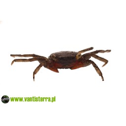 Geosesarma sp. Red Claw - Krab red claw | Skorupiaki | Vantis Terra