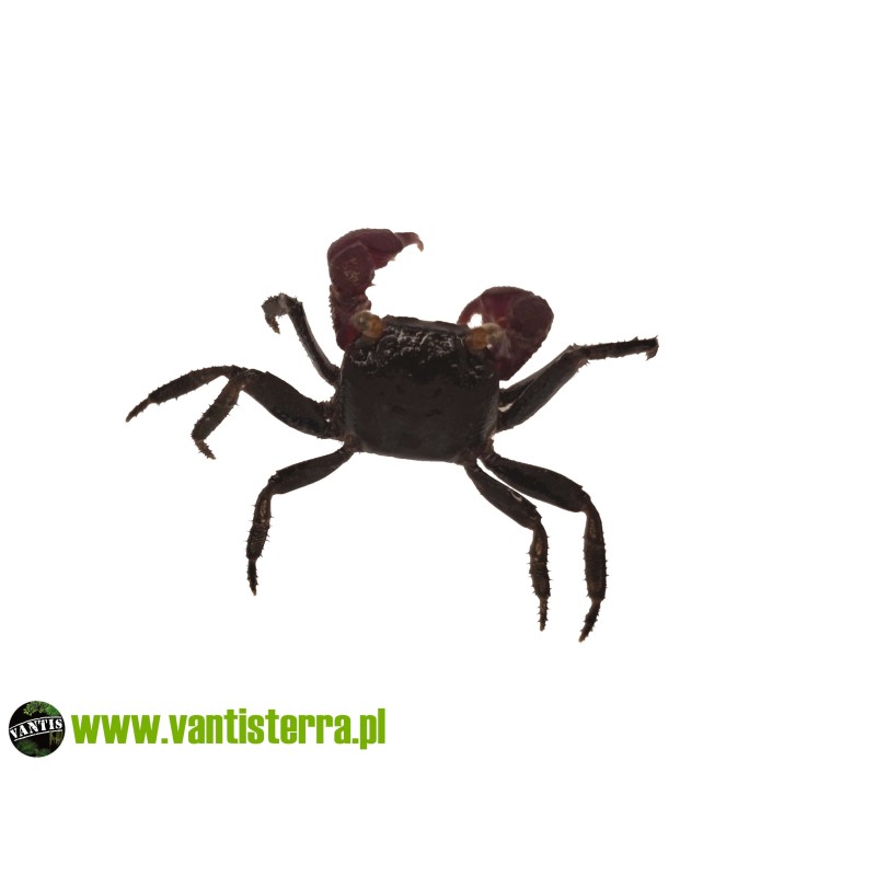 Geosesarma noduliferum - Krab bogorensis | Skorupiaki | Vantis Terra