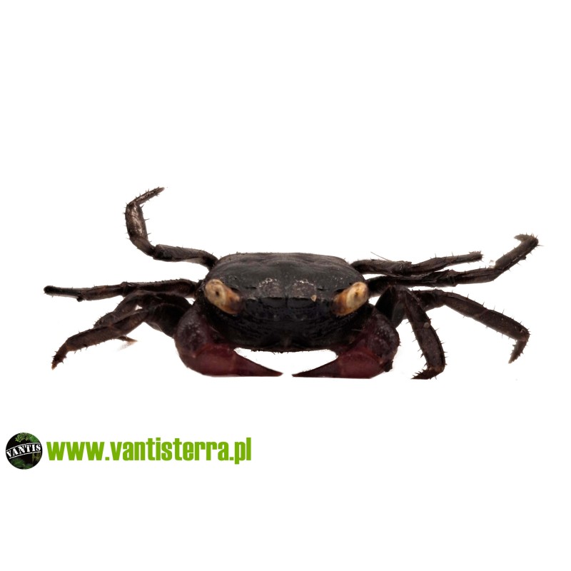 Geosesarma noduliferum - Krab bogorensis | Skorupiaki | Vantis Terra