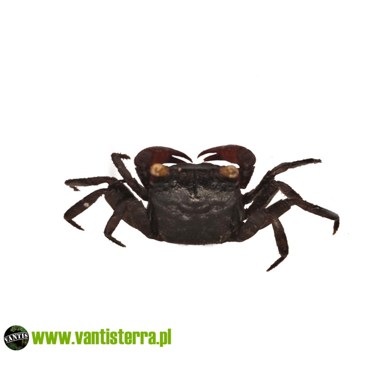 Geosesarma noduliferum - Krab bogorensis | Skorupiaki | Vantis Terra