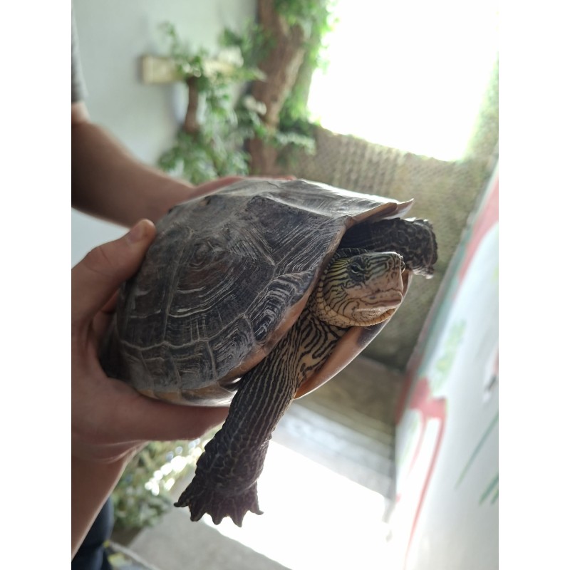 Żółw pręgowany (Mauremys sinensis) - DO ADOPCJI | Żółwie | Vantis Terra