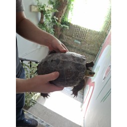 Żółw pręgowany (Mauremys sinensis) - DO ADOPCJI | Żółwie | Vantis Terra