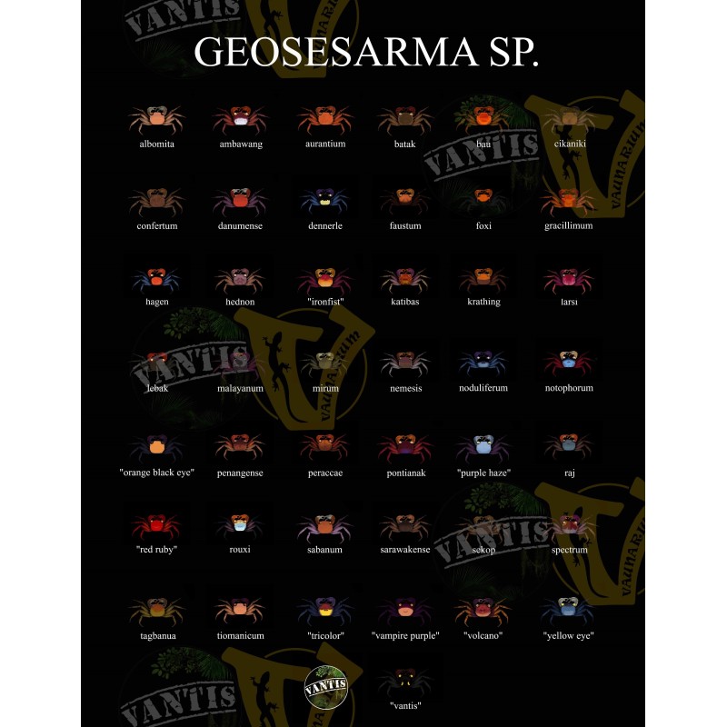 Plakat Geosesarma 2026 - A0 | Gadżety i zabawki | Vantis Terra Plakat Geosesarma 2026 - A0 | Gadżety i zabawki | Vantis Terra