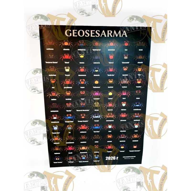 Plakat Geosesarma 2026 - A0 | Gadżety i zabawki | Vantis Terra