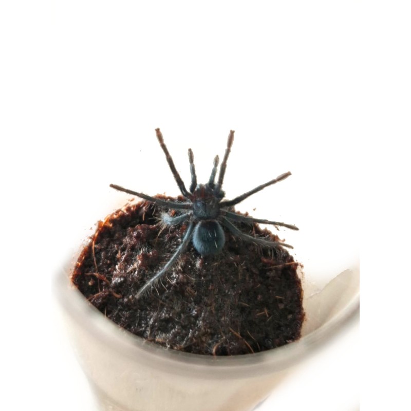 Phormictopus sp. Dominican purple L4 | Ptaszniki | Vantis Terra