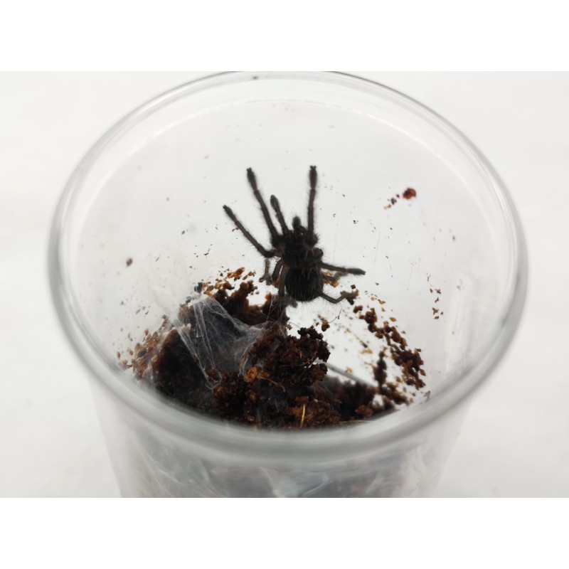 Chilobrachys fimbriatus L5 | Pajęczaki | Vantis Terra Chilobrachys fimbriatus L5 | Pajęczaki | Vantis Terra