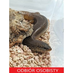 Ostajnica nakrapiana (Chalcides ocellatus) - samiec | Jaszczurki | Vantis Terra
