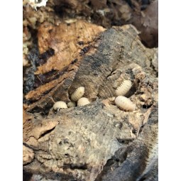 10x Cristarmadillidium muricatum