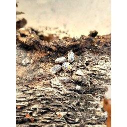 10x Armadillidium cetinjense (ex. Armadillidium flavoscutatum)