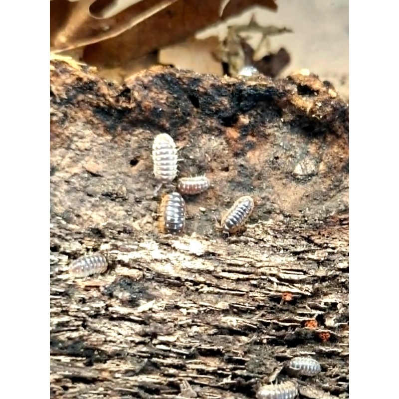 10x Armadillidium cetinjense (ex. Armadillidium flavoscutatum) | R&oacute;wnonogi | Vantis Terra