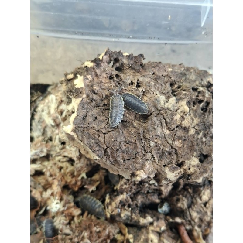 10x Trachelipus sp. Gagry | R&oacute;wnonogi | Vantis Terra