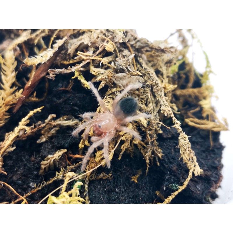 Brachypelma albiceps L2 | Zwierzęta | Vantis Terra Brachypelma albiceps L2 | Zwierzęta | Vantis Terra