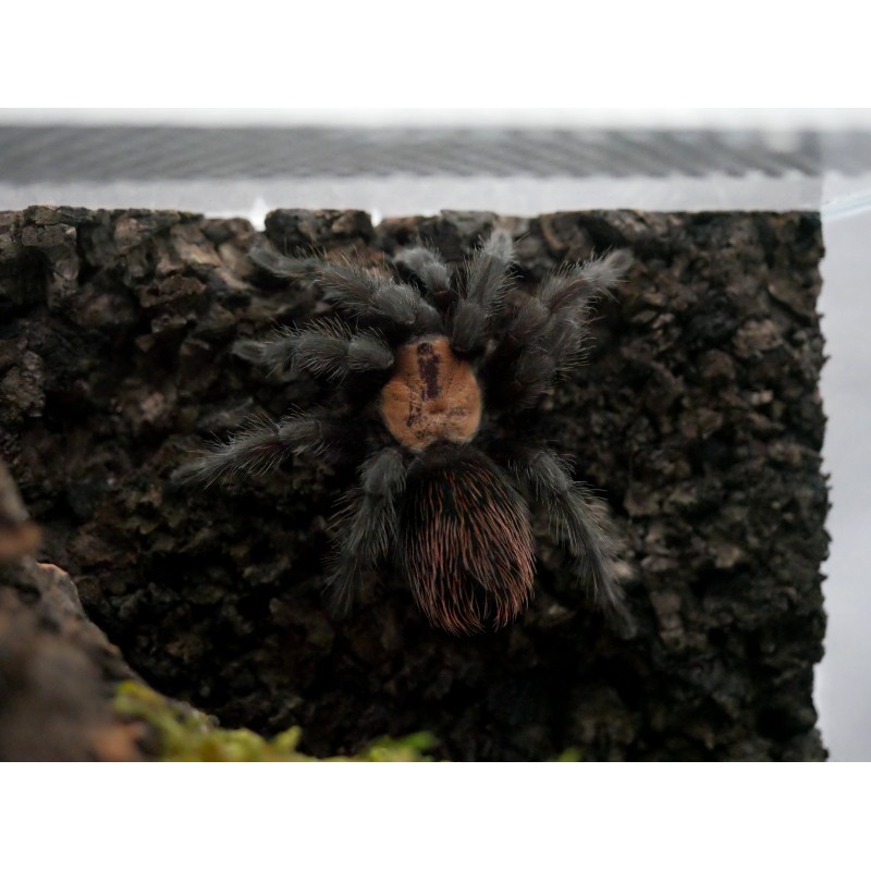 Brachypelma albiceps L2 | Zwierzęta | Vantis Terra Brachypelma albiceps L2 | Zwierzęta | Vantis Terra