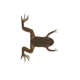 Zwierzęta | Vantis Terra