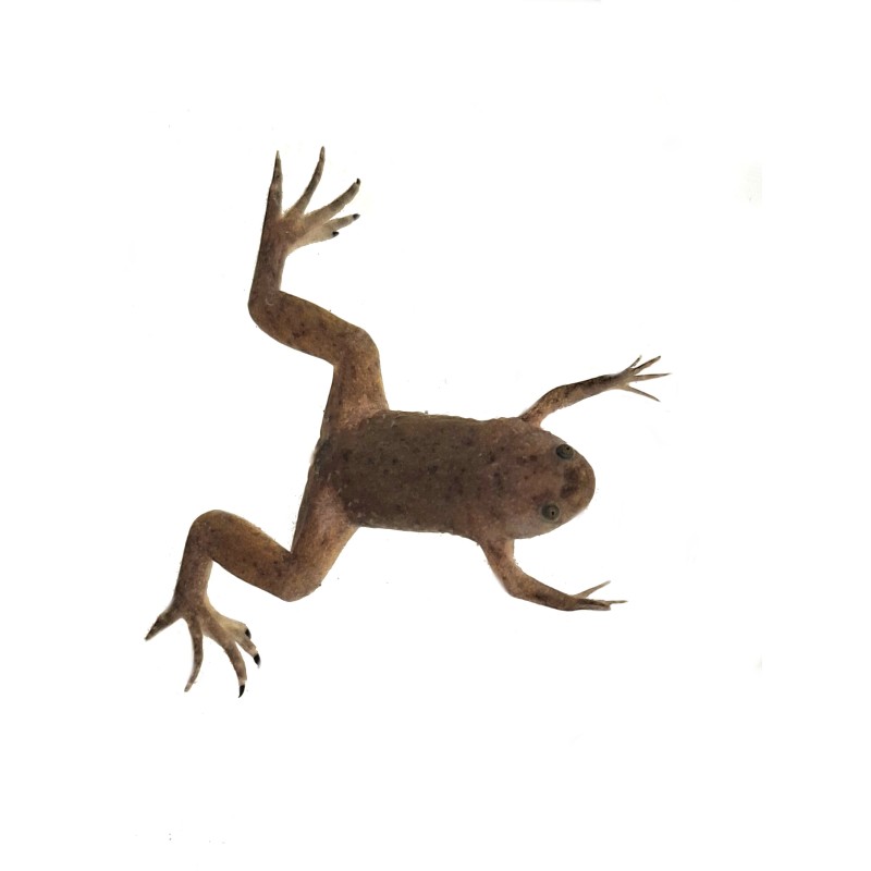 Żaba "szponiasta" afrykańska (Xenopus tropicalis) ex. Silurana tropicalis | Zwierzęta | Vantis Terra