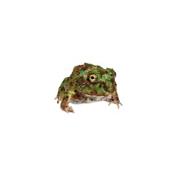 Zwierzęta | Vantis Terra