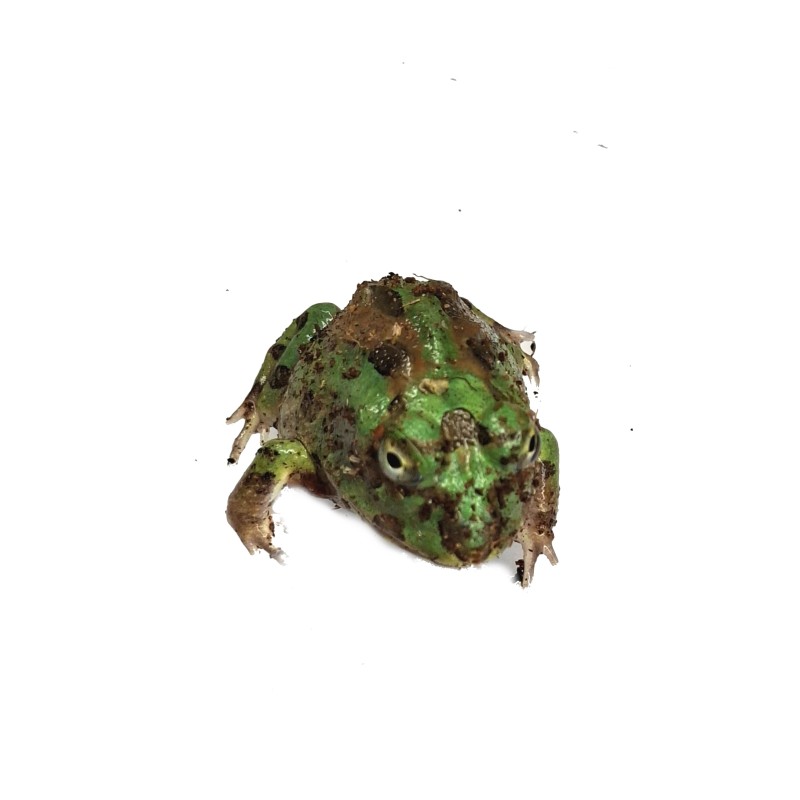 Żaba rogata z Chaco (Chacophrys pierottii) | Zwierzęta | Vantis Terra