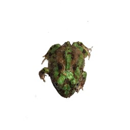 Żaba rogata z Chaco (Chacophrys pierottii) | Zwierzęta | Vantis Terra