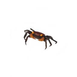 Zwierzęta | Vantis Terra