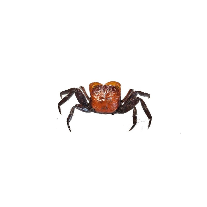 Geosesarma sp. Ironfist | Zwierzęta | Vantis Terra