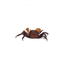 Geosesarma sp. Ironfist | Zwierzęta | Vantis Terra