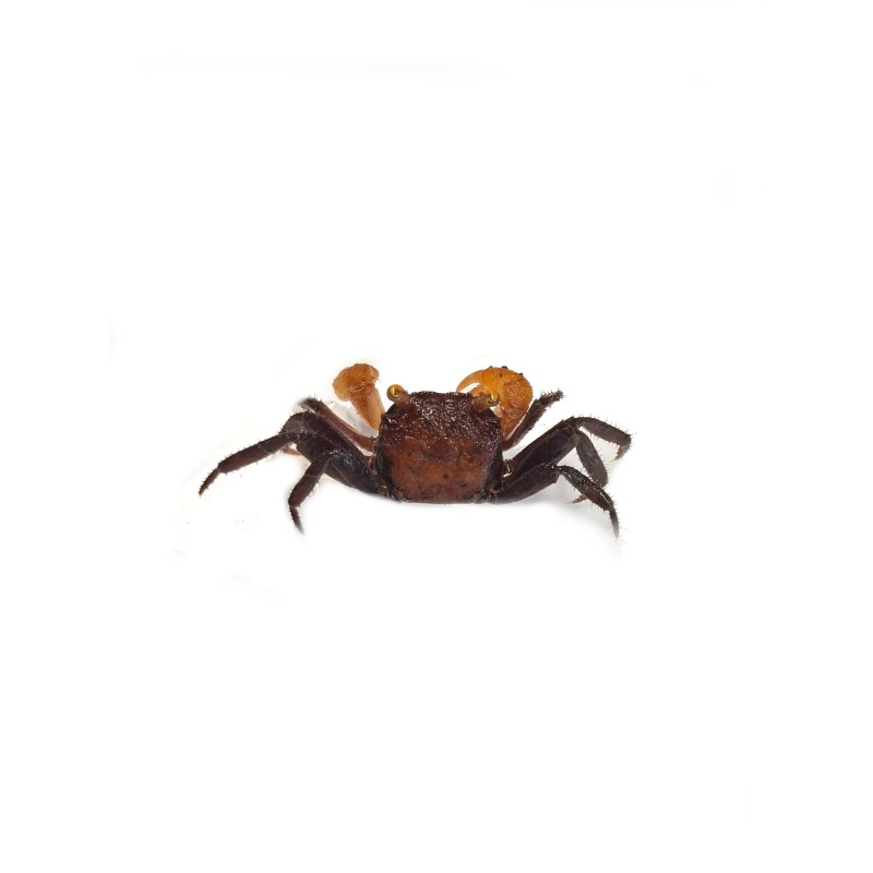 Geosesarma sp. Ironfist | Zwierzęta | Vantis Terra