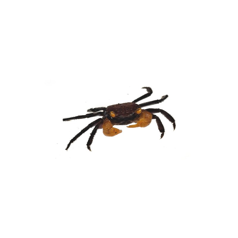 Geosesarma sp. Ironfist | Zwierzęta | Vantis Terra