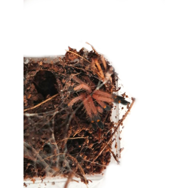 Ephebopus cyanognathus L2 | Zwierzęta | Vantis Terra Ephebopus cyanognathus L2 | Zwierzęta | Vantis Terra
