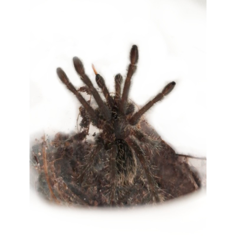 Melopoeus lividus (ex. Cyriopagopus lividus) L1 | Zwierzęta | Vantis Terra Melopoeus lividus (ex. Cyriopagopus lividus) L1 | Zwierzęta | Vantis Terra