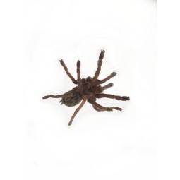Ceratogyrus brachycephalus Wild Form L2