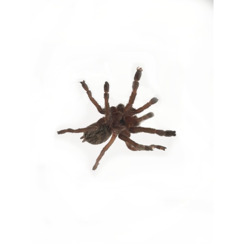 Ceratogyrus brachycephalus Wild Form L2 | Zwierzęta | Vantis Terra Ceratogyrus brachycephalus Wild Form L2 | Zwierzęta | Vantis Terra