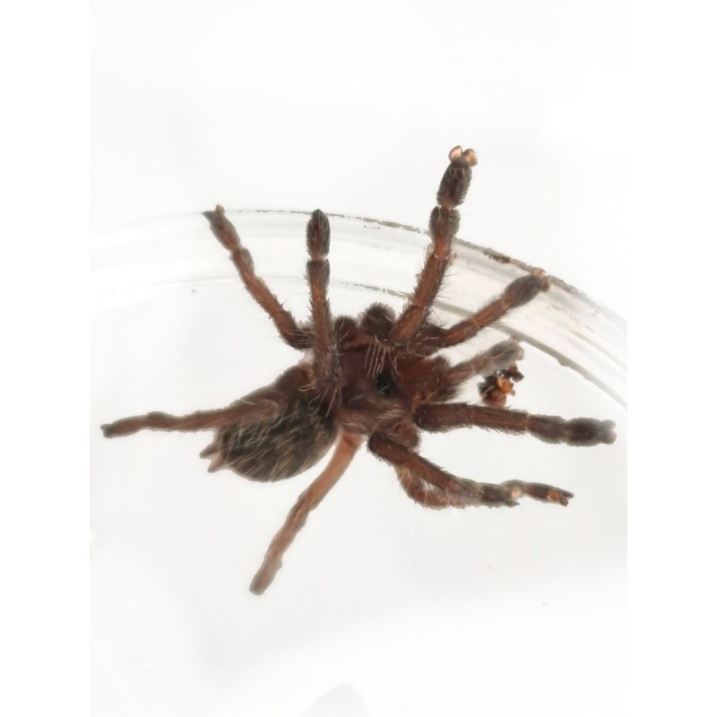 Ceratogyrus brachycephalus Wild Form L2 | Zwierzęta | Vantis Terra Ceratogyrus brachycephalus Wild Form L2 | Zwierzęta | Vantis Terra