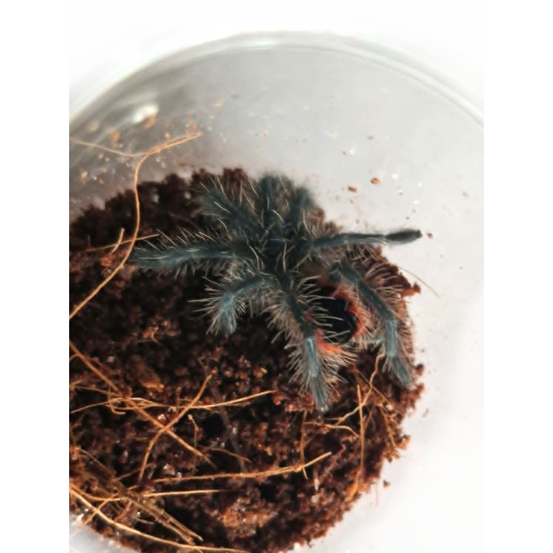 Pamphobeteus sp. Mascara L2 | Zwierzęta | Vantis Terra Pamphobeteus sp. Mascara L2 | Zwierzęta | Vantis Terra