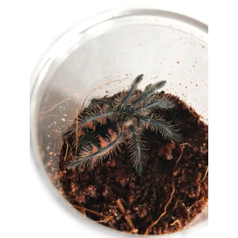 Pamphobeteus sp. Machala L2 | Zwierzęta | Vantis Terra Pamphobeteus sp. Machala L2 | Zwierzęta | Vantis Terra