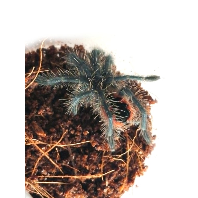 Pamphobeteus sp. Mascara L2 | Zwierzęta | Vantis Terra Pamphobeteus sp. Mascara L2 | Zwierzęta | Vantis Terra