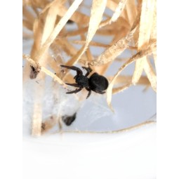 Eresus sp. ilustris L2/3