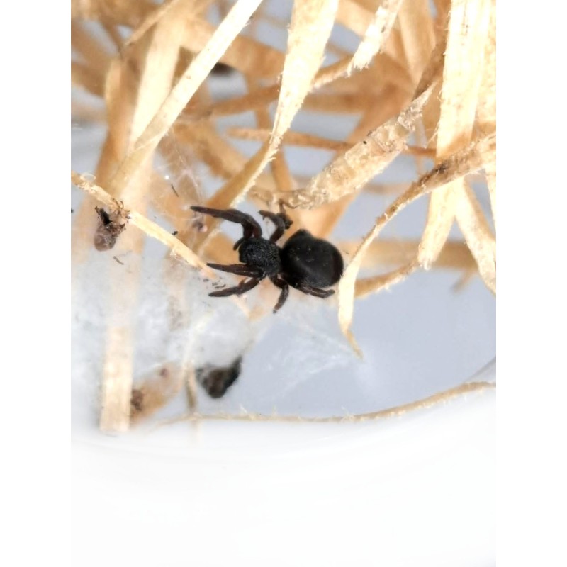 Eresus sp. ilustris L2/3 | Zwierzęta | Vantis Terra Eresus sp. ilustris L2/3 | Zwierzęta | Vantis Terra