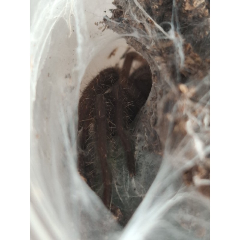 Chilobrachys sp. South Thailand Blue 1,5DC | Zwierzęta | Vantis Terra Chilobrachys sp. South Thailand Blue 1,5DC | Zwierzęta | Vantis Terra