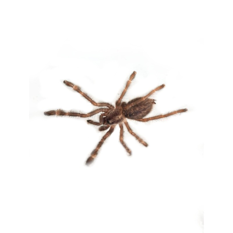Poecilotheria vittata L1 | Zwierzęta | Vantis Terra Poecilotheria vittata L1 | Zwierzęta | Vantis Terra