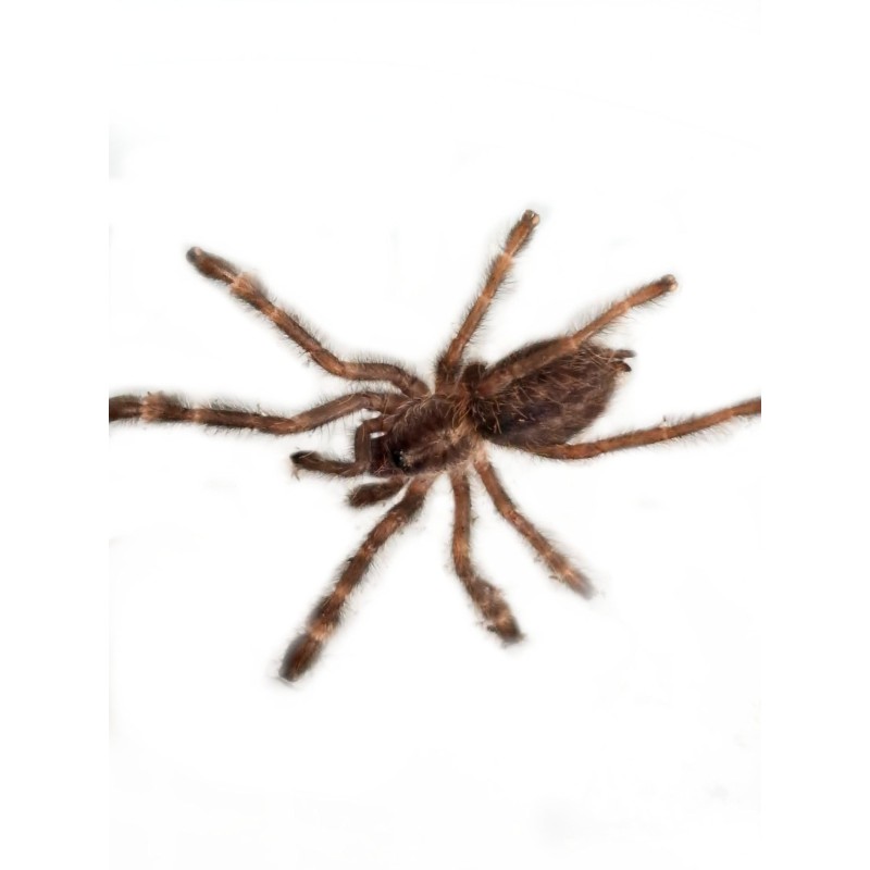Poecilotheria vittata L1 | Zwierzęta | Vantis Terra Poecilotheria vittata L1 | Zwierzęta | Vantis Terra