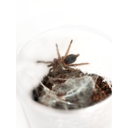 Dolichothele diamantinensis ex. (Oligoxystre diamantinensis) L2