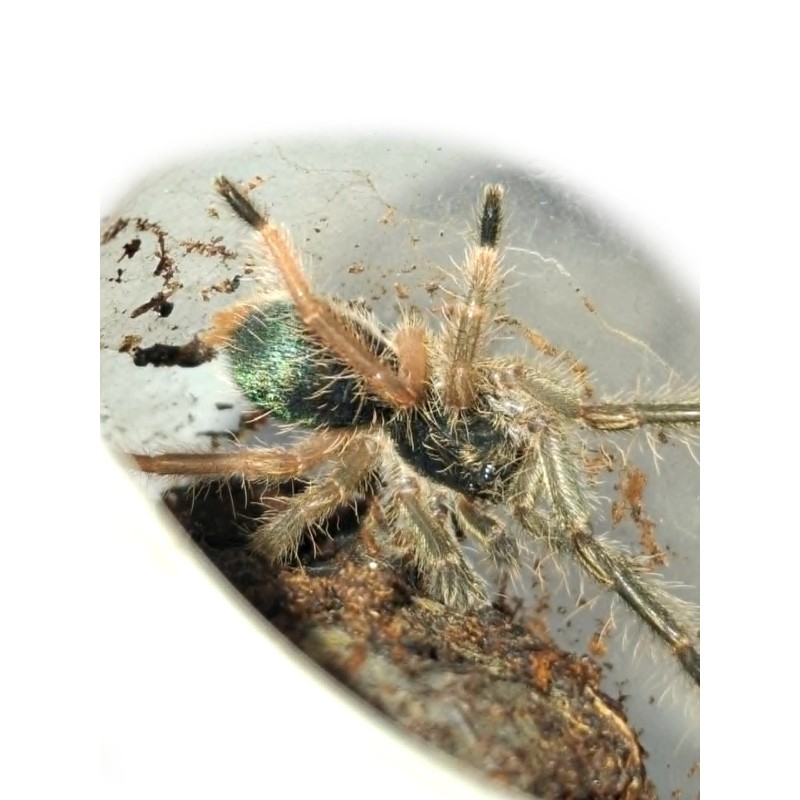Ephebopus murinus L3 | Zwierzęta | Vantis Terra Ephebopus murinus L3 | Zwierzęta | Vantis Terra
