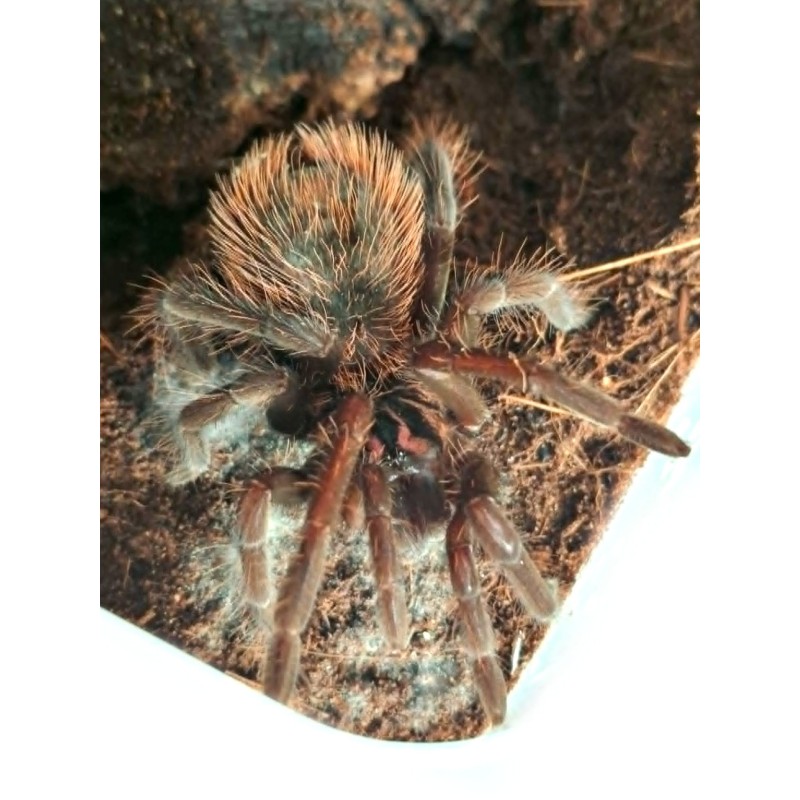 Xenesthis immanis L1 | Zwierzęta | Vantis Terra Xenesthis immanis L1 | Zwierzęta | Vantis Terra