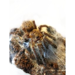 Pterinochilus murinus TCF 1,5DC