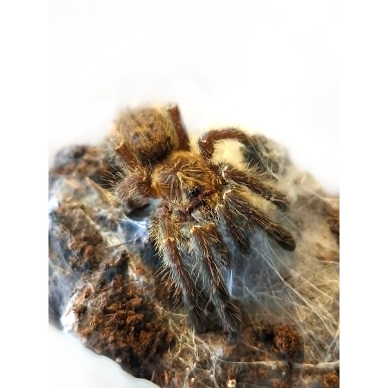 Pterinochilus murinus TCF 1,5DC | Zwierzęta | Vantis Terra